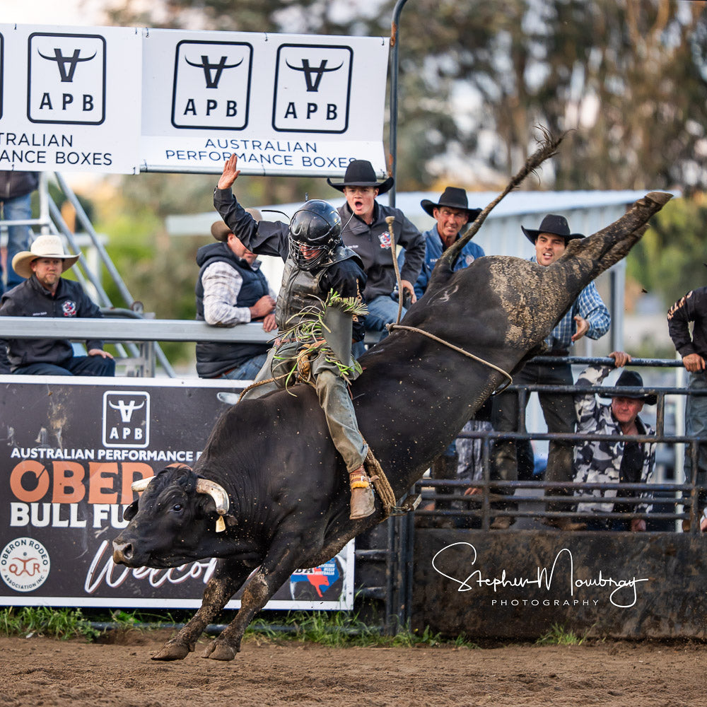 2024 oberon bull futurity: a highlight for australian performance boxes