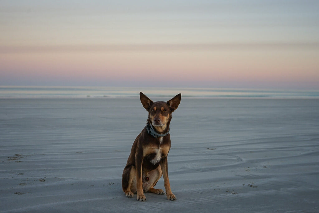 A kelpie travelling around australia with his parents (aka dustys trip of aus)