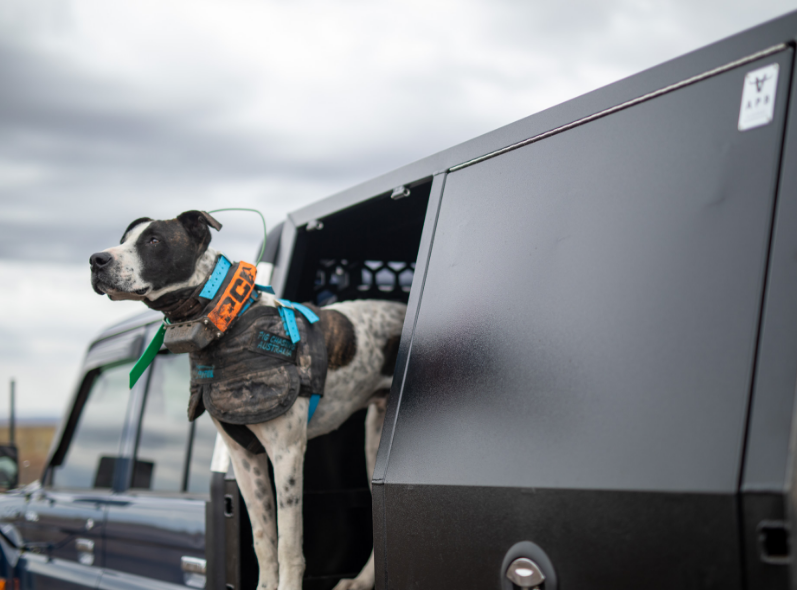 1700mm Dog Box Canopy Australian Performance Boxes Hunting Dog Box