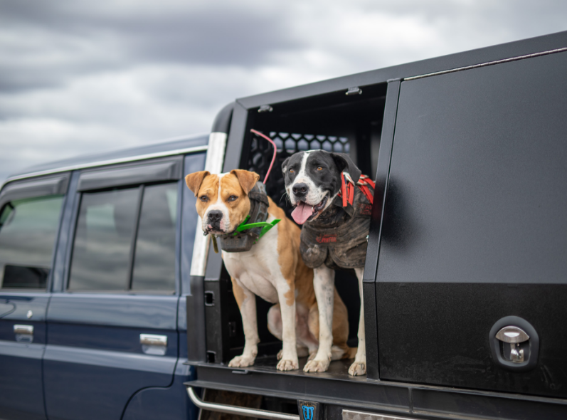 1700mm Dog Box Canopy | Australian Performance Boxes | Hunting Dog Box
